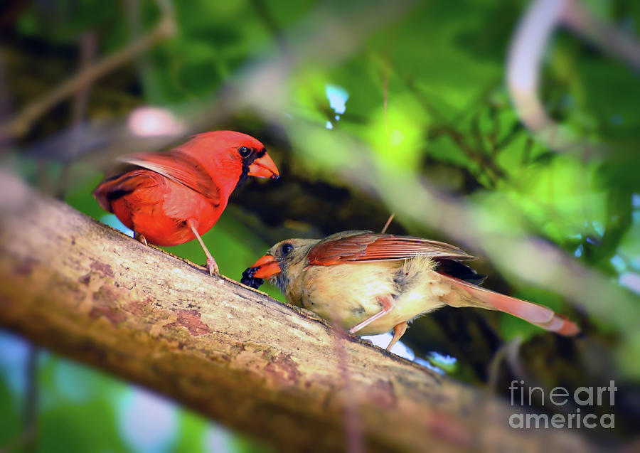 Secret Rendezvous - Male and Female Cardinal Photograph by Kerri Farley