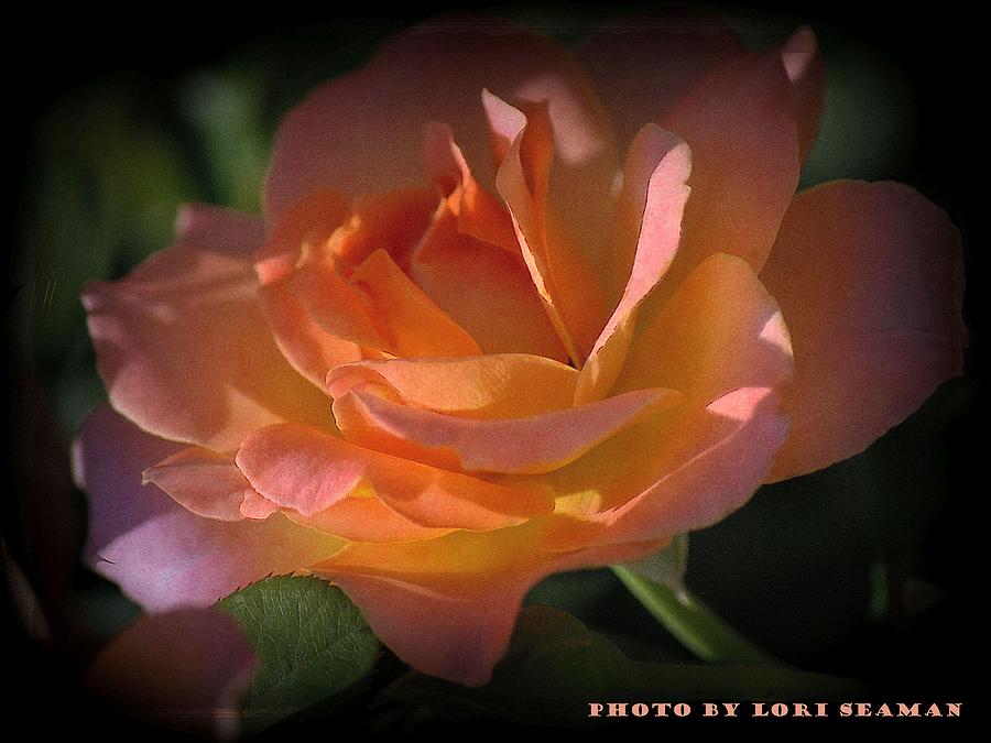 Secret Rose Photograph by Lori Seaman
