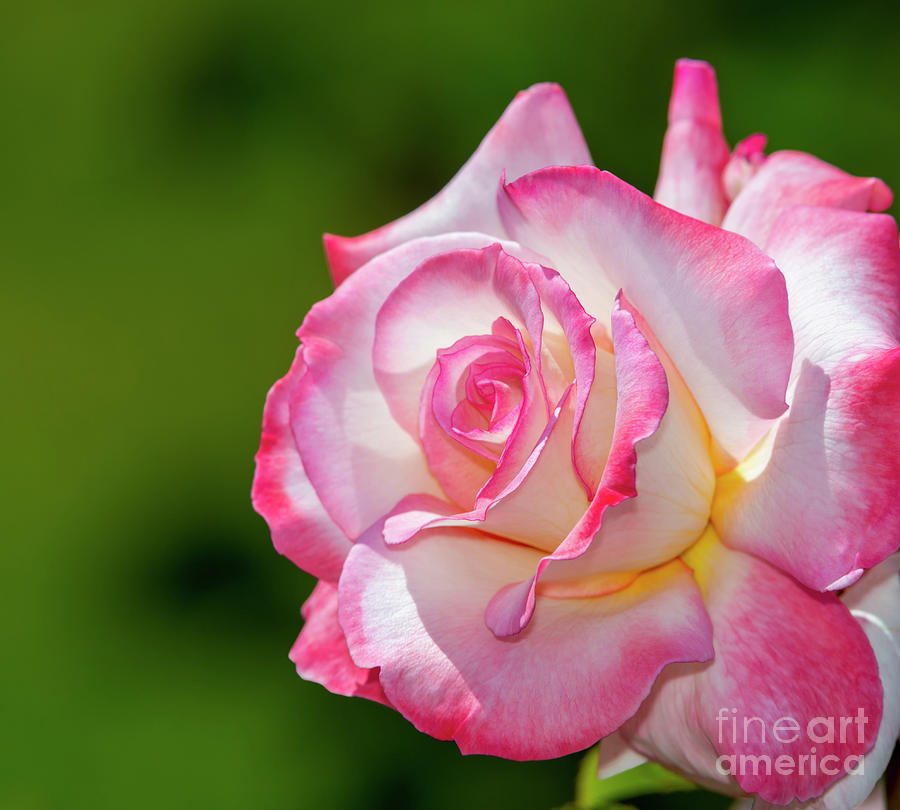 Rose Photograph - Secret Rose, No. 1 by Glenn Franco Simmons