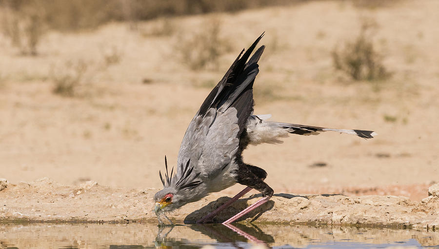 Secretary Bird Drinking Photograph by Robert Goodell - Fine Art America