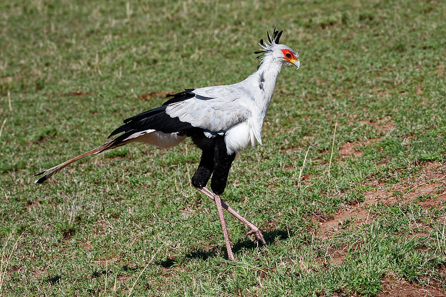 Secretary Bird Moving Photograph By Sally Weigand Fine Art America