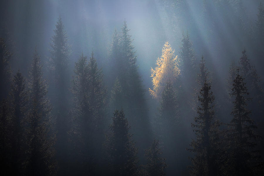 Secrets of forest Photograph by Piotr Skrzypiec
