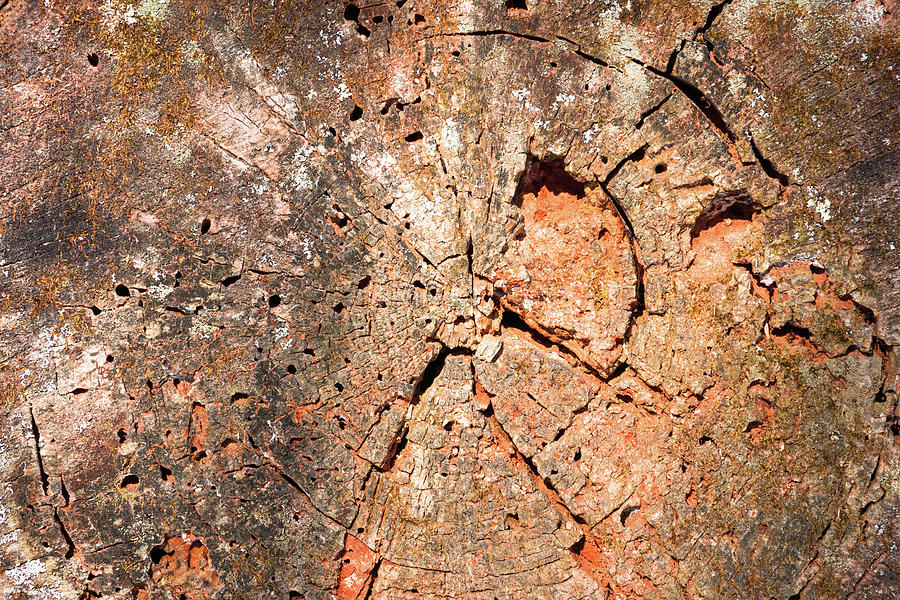 Section of tree trunk - close up. Texture Photograph by Cristina Stefan