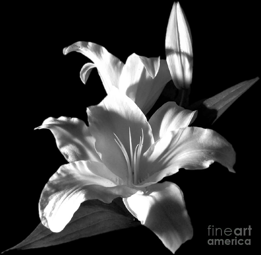 Sectracular Black and White Lily Flower for Prints Photograph by Delynn Addams