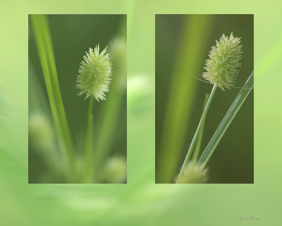 Nature Photograph - Sedge by Phil And Karen Rispin