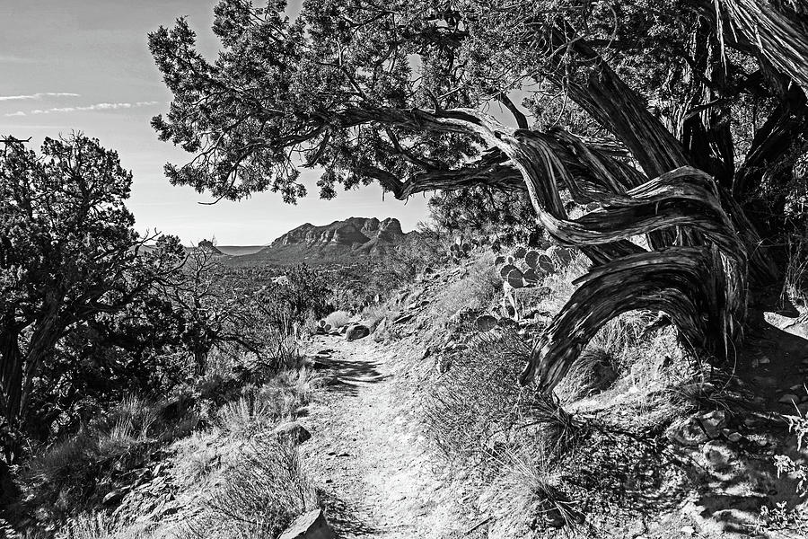 Sedona Airport Loop Trail Wavy Tree Sedona Arizona Black and White ...