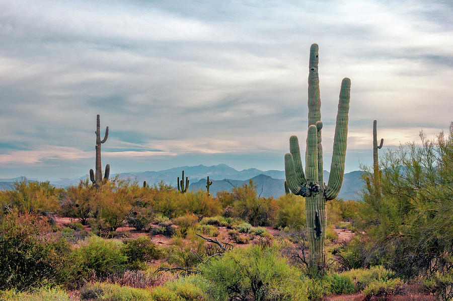 Sedona Photograph by Fred Herrin - Fine Art America