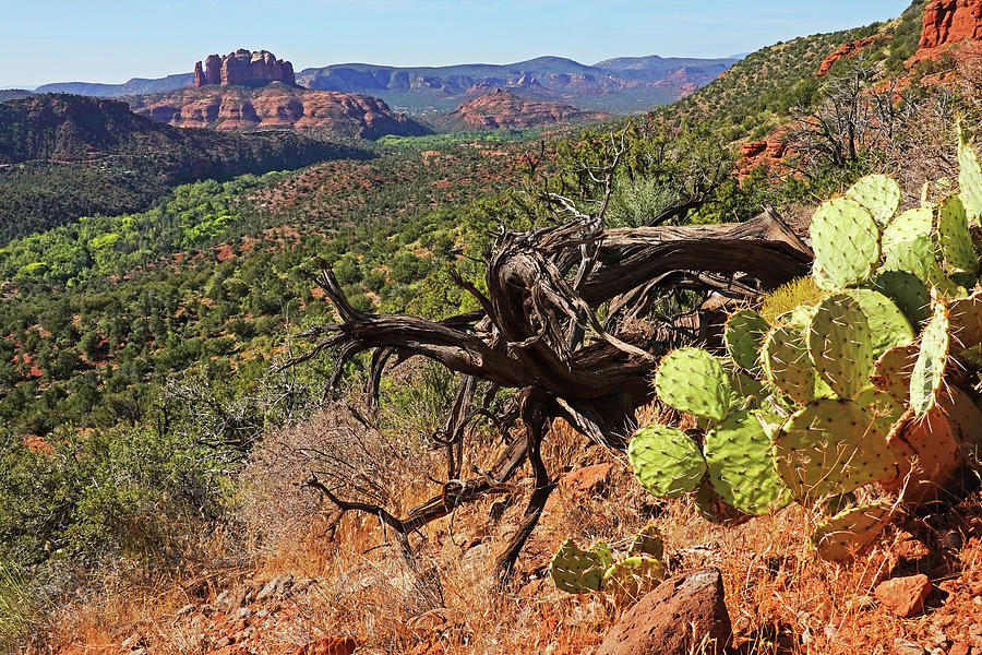 Sedona Hillside tree and Cacti on the Airport Loop Trail looking at Bell Rock Sedona AZ Photograph by Toby McGuire