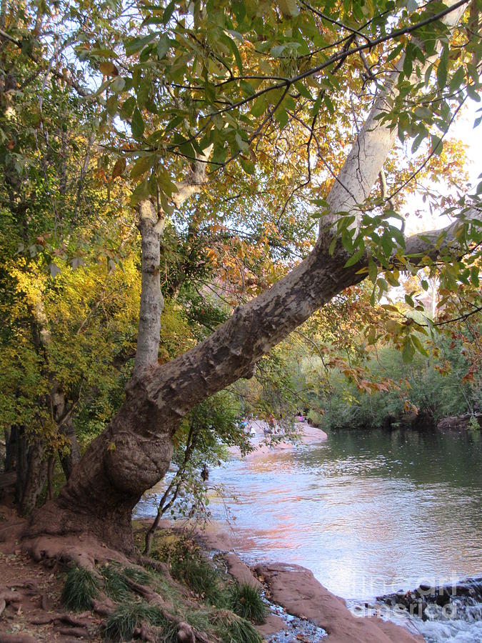 Sedona Oak Creek Autumn Beauty Photograph by Mars Besso