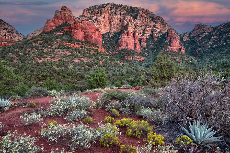 Sedona Red Rocks at sunset Photograph by Dave Dilli