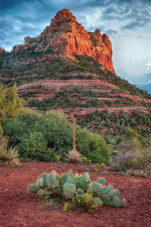 Sedona Red Rocks vertical Photograph by Dave Dilli