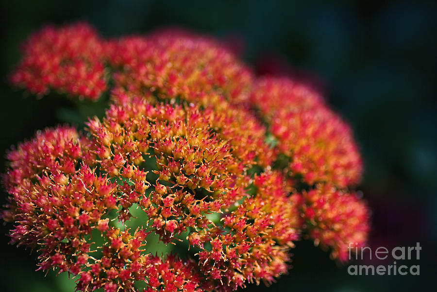 Sedum Plant Flowers  Photograph by Joy Watson