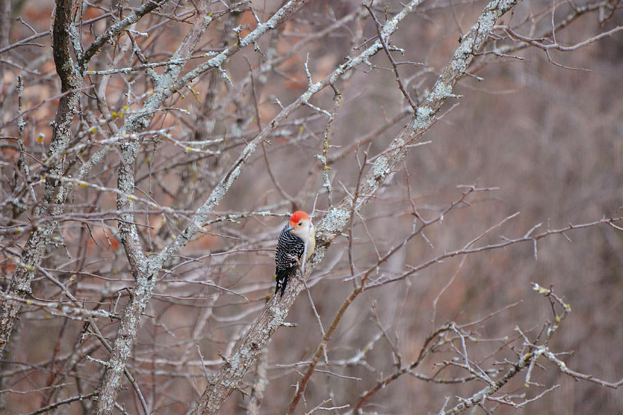 See My Red Head Woodpecker Bird Photograph by Gaby Ethington