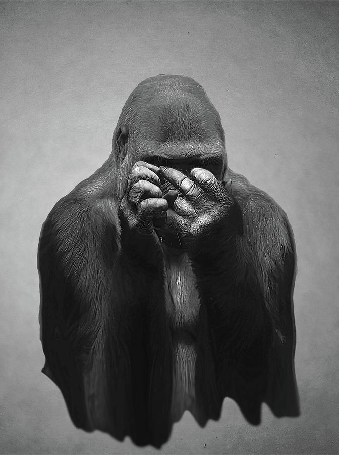 See No Evil  Photograph by Jim Signorelli