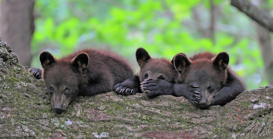 See No Evil Photograph by Rick Kratz