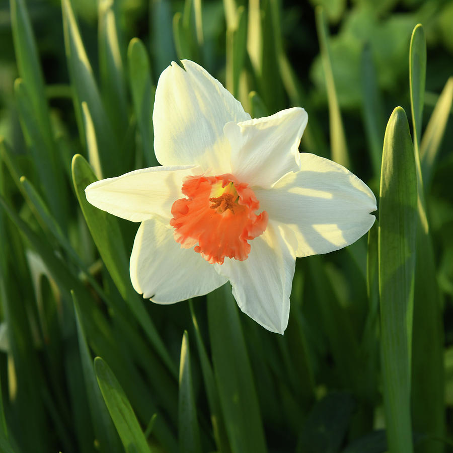 See The Sunrise Daffodil Photograph by Robert Tubesing | Fine Art America