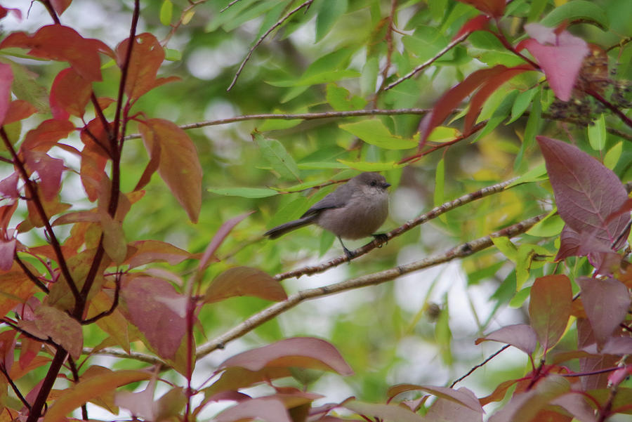 seed bird in Autumn Photograph