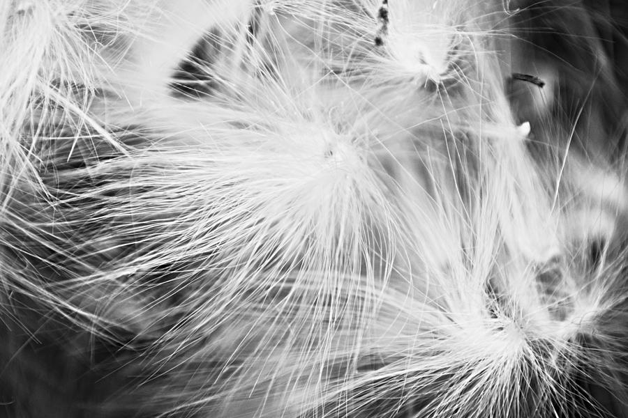 Seed Fluff Wild Grass B W Photograph by Gaby Ethington