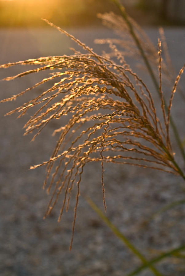 Flower Photograph - Seed head at Sunset by Douglas Barnett
