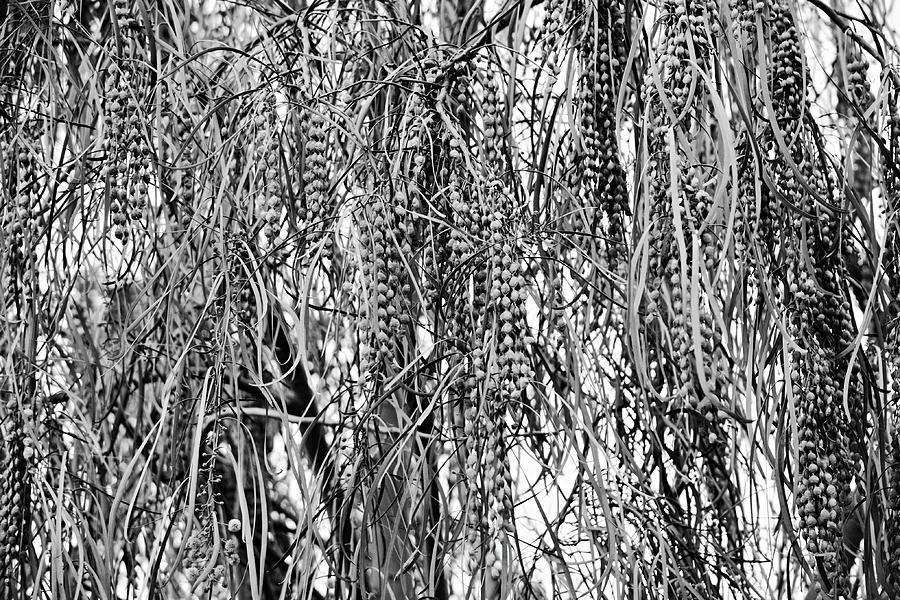 Seed Pearls On Tree Black And White Photograph