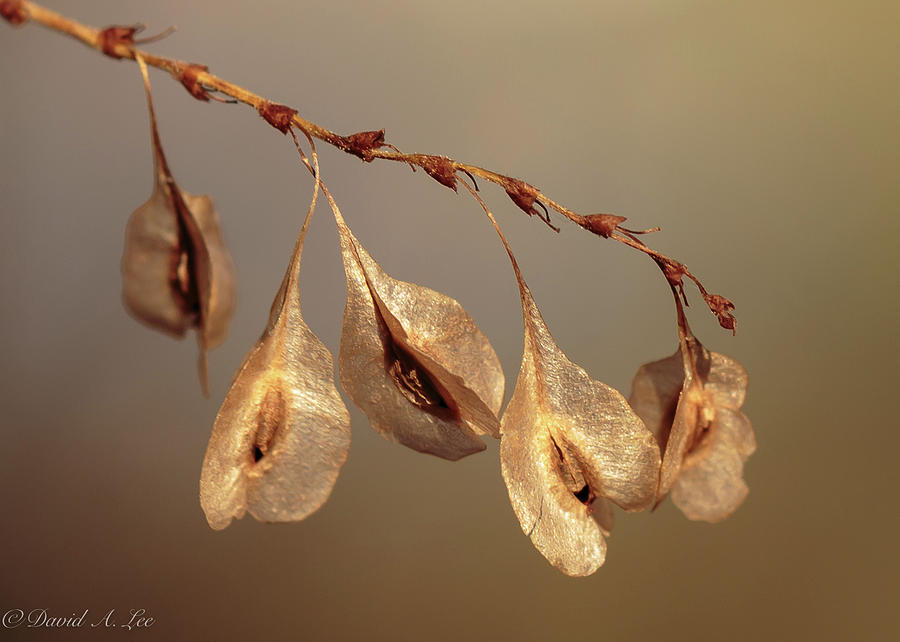 Seed Pods Photograph by David Lee