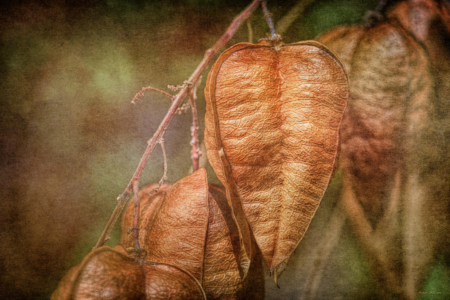 Seed Pods on a Golden Rainfall Tree Photograph by Michael McKenney