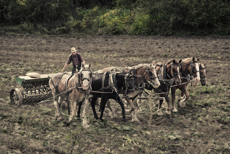 Seeding, Old School  - Young man running seeder drill with 6 horse team Photograph by Peter Herman