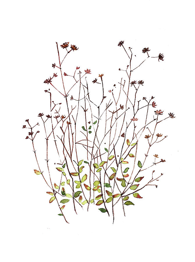 Seeds And Dried Flowers Painting