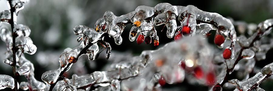 Seeds and Limbs In Ice Photograph by Jerry Sodorff