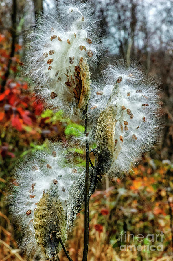Seeds Blowing in the Wind Photograph by Thomas R Fletcher