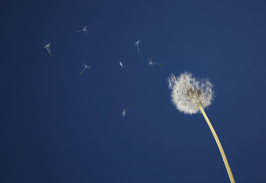 Seeds blowing off of dandelion Photograph by Thomas Jackson