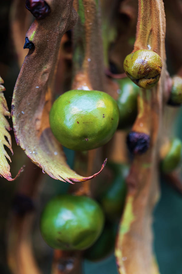 Seeds of Cycas Circinalis Sago Palm Photograph by Artur Bogacki