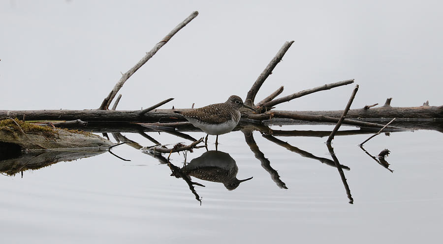 Solitary Sandpiper Photograph - Seeing Double by Julie Swann