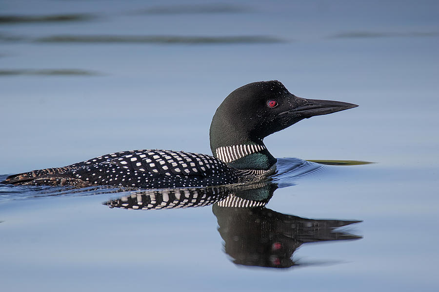 Seeing Eye to Eye - Common Loon - Gavia Immer Photograph by Spencer Bush