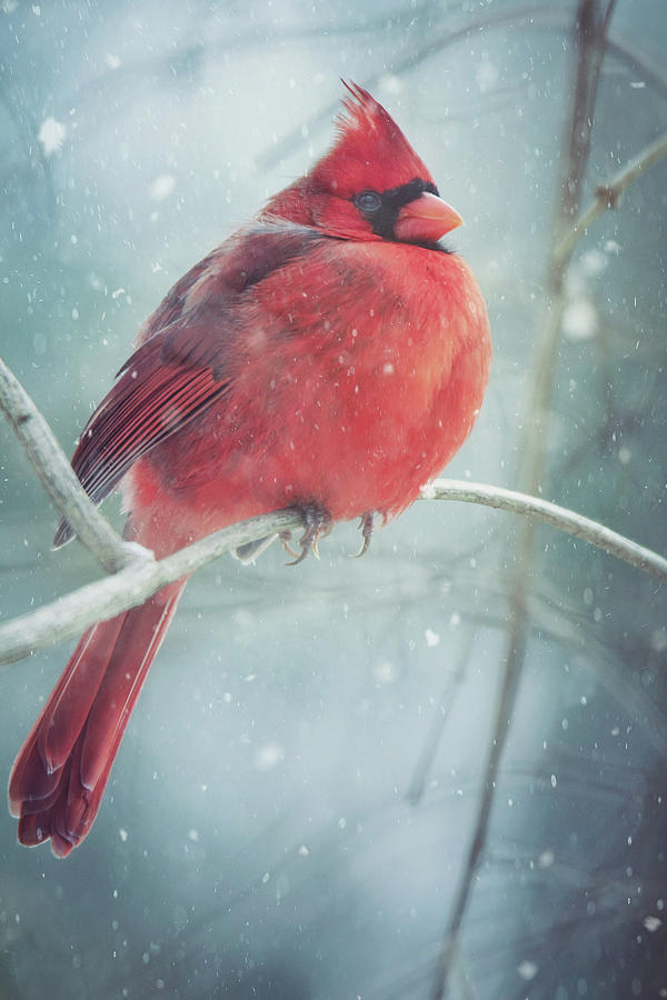 Seeing Red Photograph by Carrie Ann Grippo-Pike