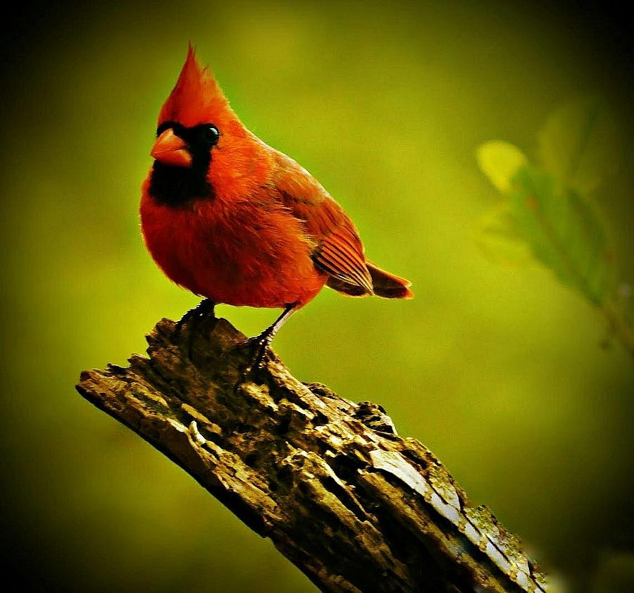 Seeing Red Photograph by Judy Stepanian