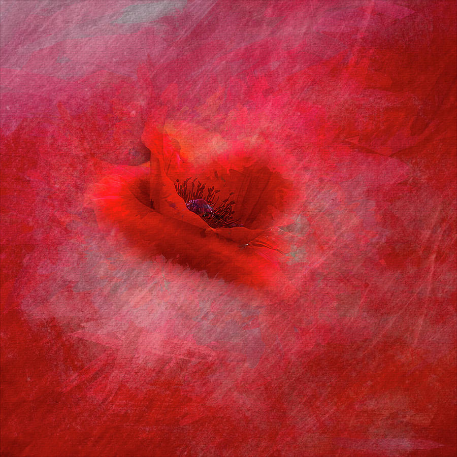 Seeing RED-Muted Love Photograph by Cheri Freeman