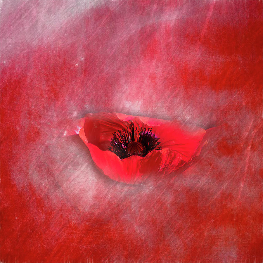 Seeing RED- Poppy Love Photograph by Cheri Freeman