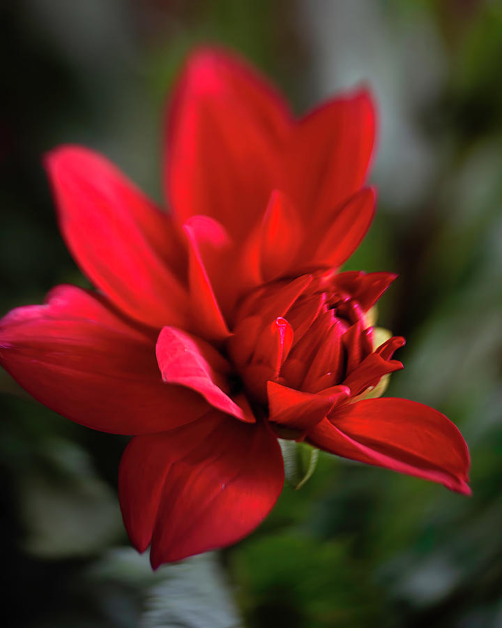 Seeing Red Photograph by Teresa Wilson