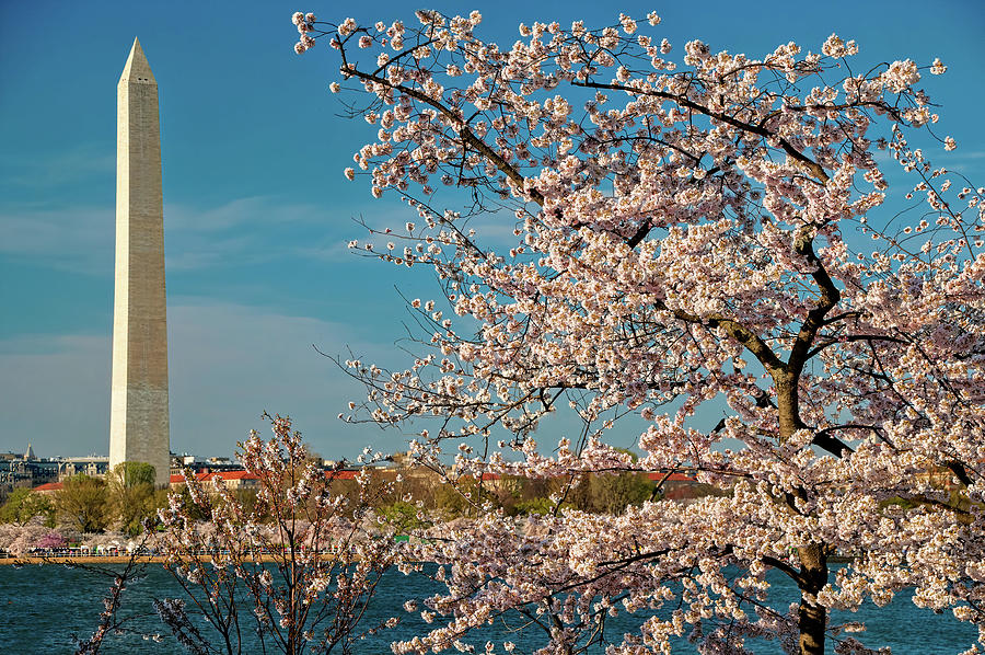 Seeing The Washington Monument through Cherry Blossom Glasses Photograph by Roberta Kayne