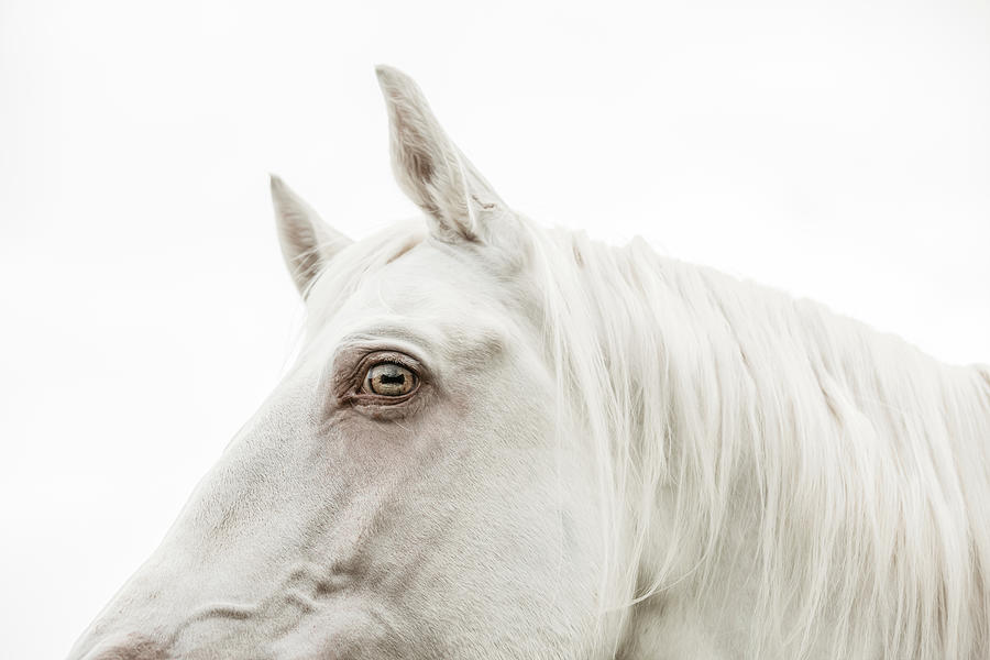 Seeking  - Horse Art Photograph by Lisa Saint