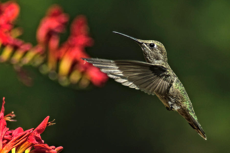 Seeking Nectar Photograph by Rebecca Harmon - Fine Art America