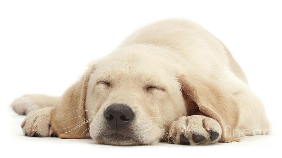 Seeping Yellow Lab Pup Photograph by Warren Photographic