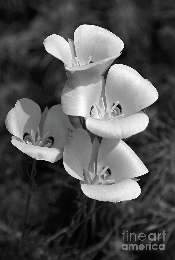 Sego Lily Black and White Photograph by Vivian Christopher