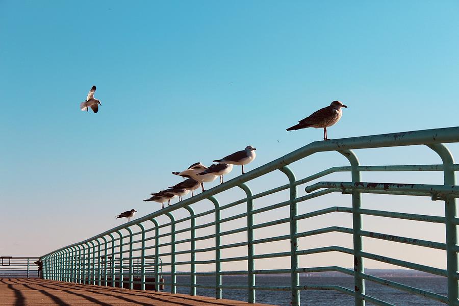 Seguine Pier, Staten Island, NY Photograph by Kevin Kane - Fine Art America