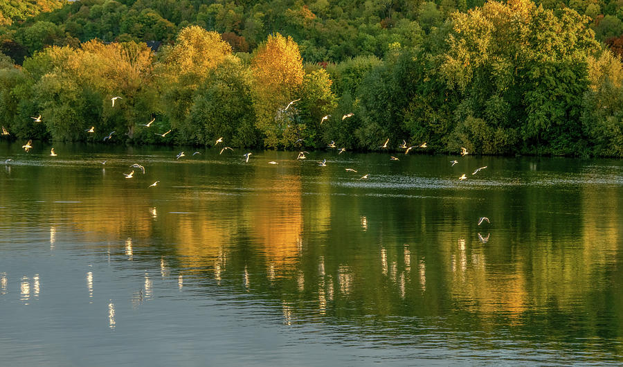 Seine River Morning Greeting Photograph by Marcy Wielfaert