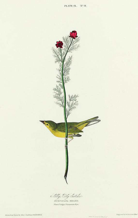Audubon Birds Drawing - Selbys Flycatcher by John James Audubon