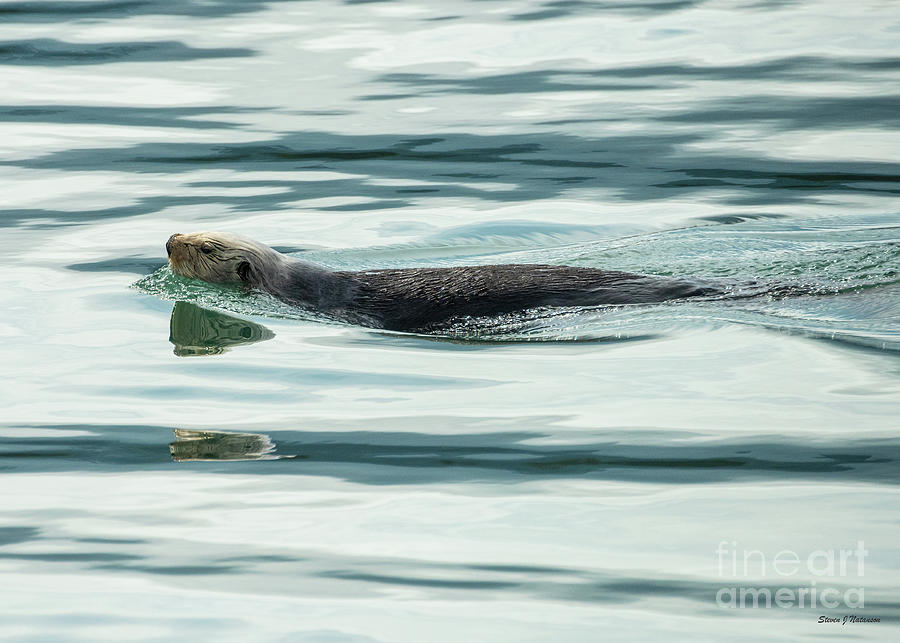 Seldovia Sea Otter Photograph by Steven Natanson