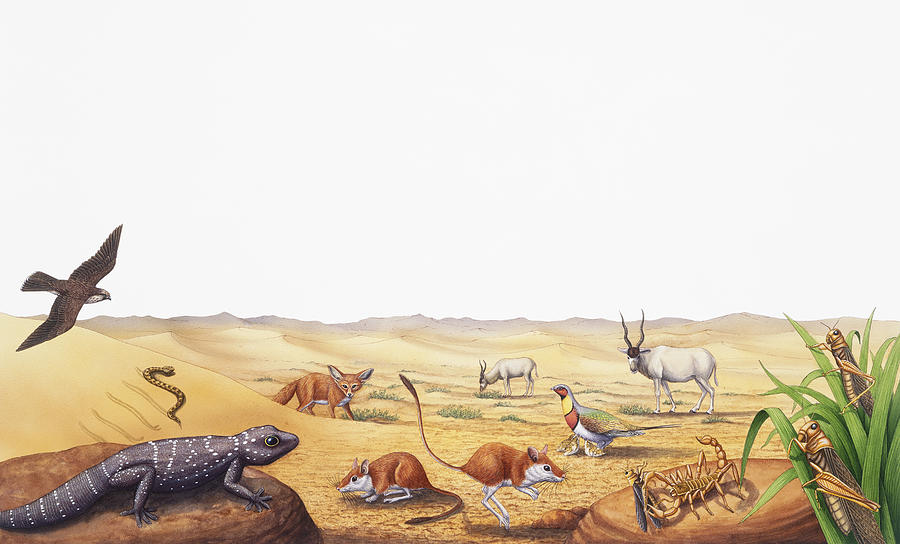 Selection of desert wildlife Drawing by Dorling Kindersley