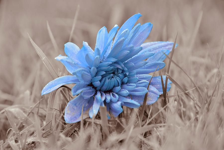 Unique Photograph - Selective Color Dyed Chrysanthemum Bloom  by Neil R Finlay